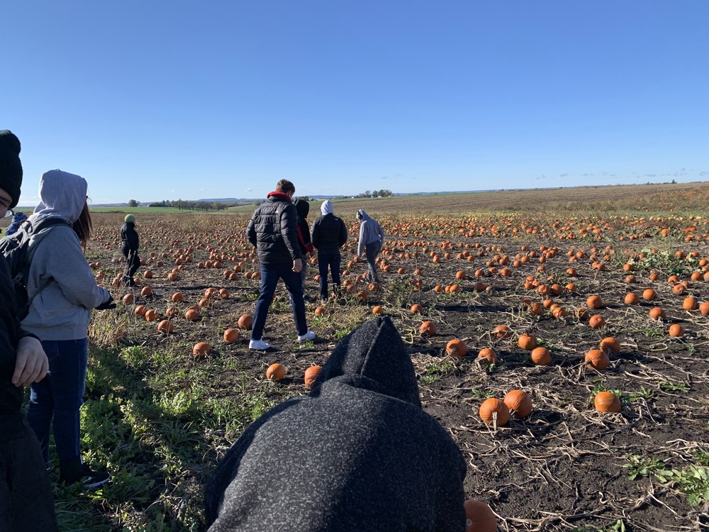 Students walking through a field of pumpkins