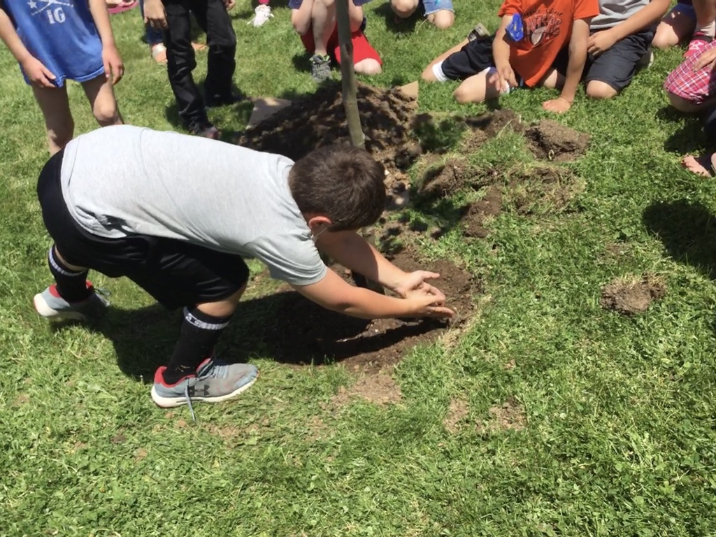 2nd grade students helping plant their new tree by the playground.