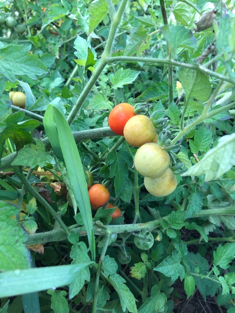 tomatoes 