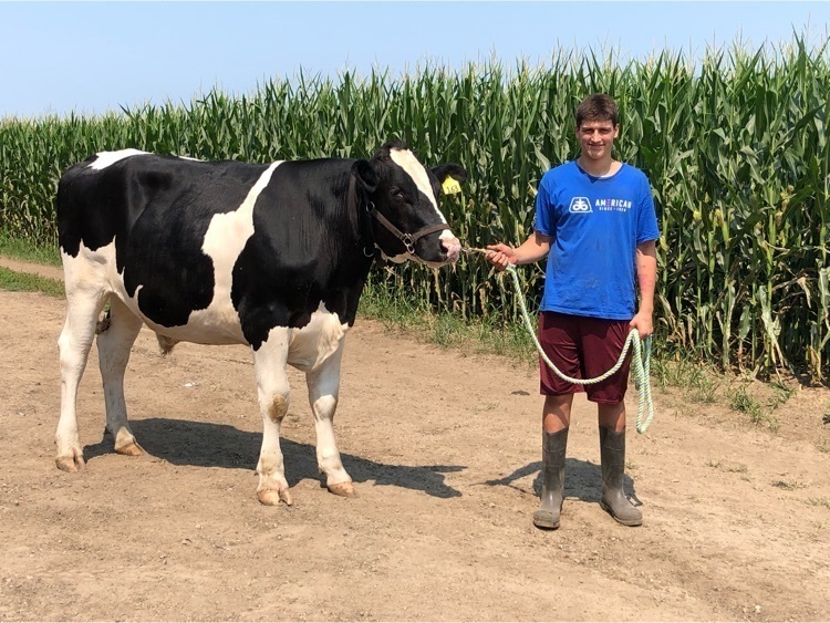 steer
