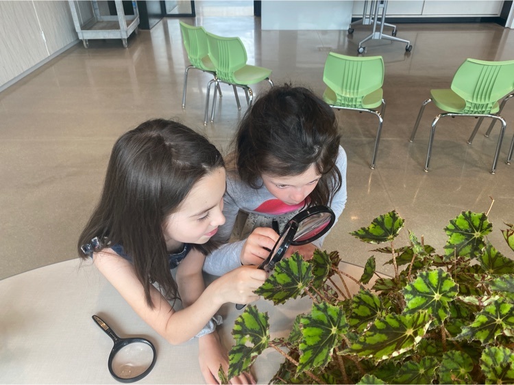 2nd graders looking at plants up close.