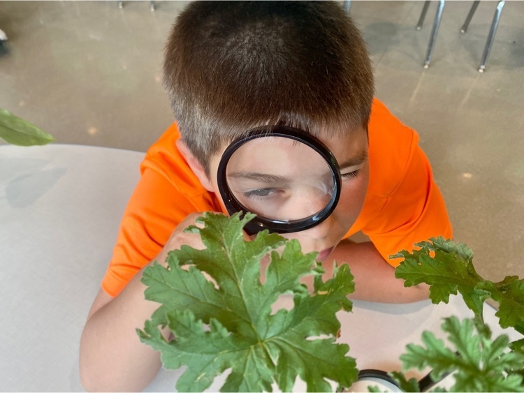 2nd grader using a magnifying glass to look at plants.
